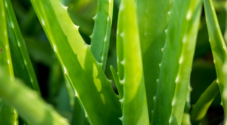 Natural & Home Remedies for Psoriasis | psoriasisSPEAKS