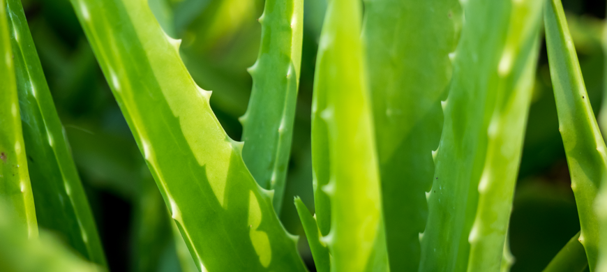 Aloe vera for psoriasis