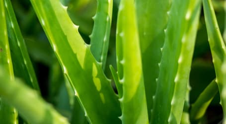 Aloe for psoriasis home remedies